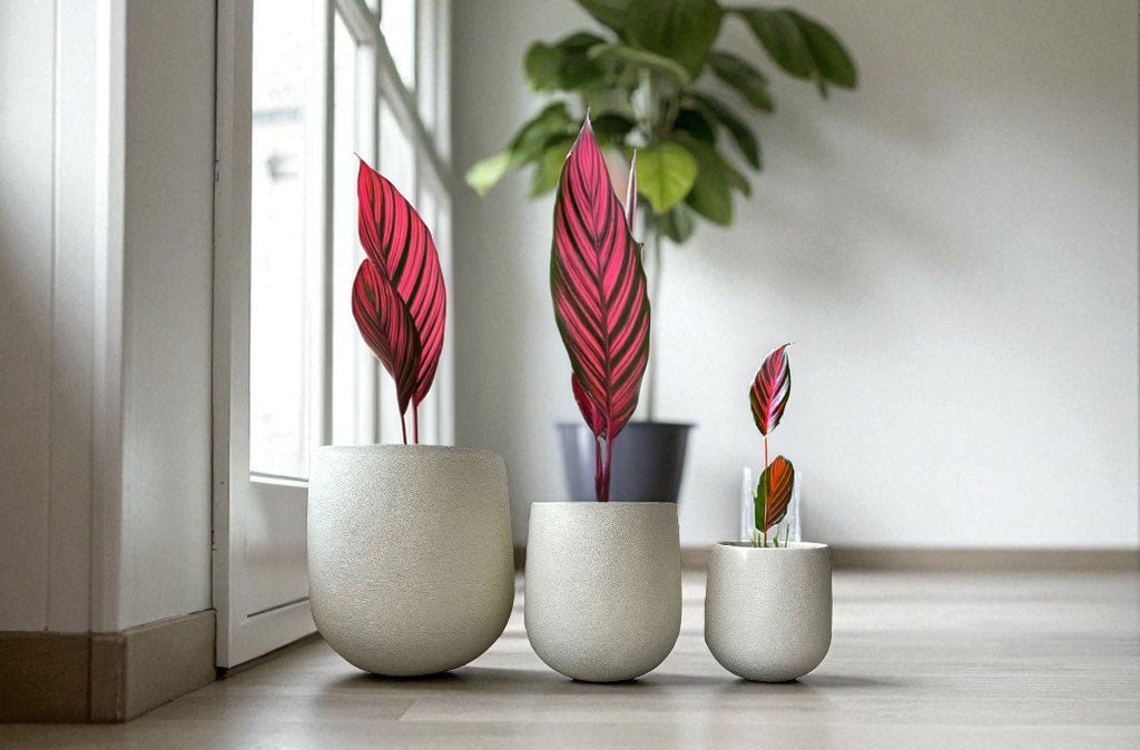 Timeless Elegance for Modern Gardens