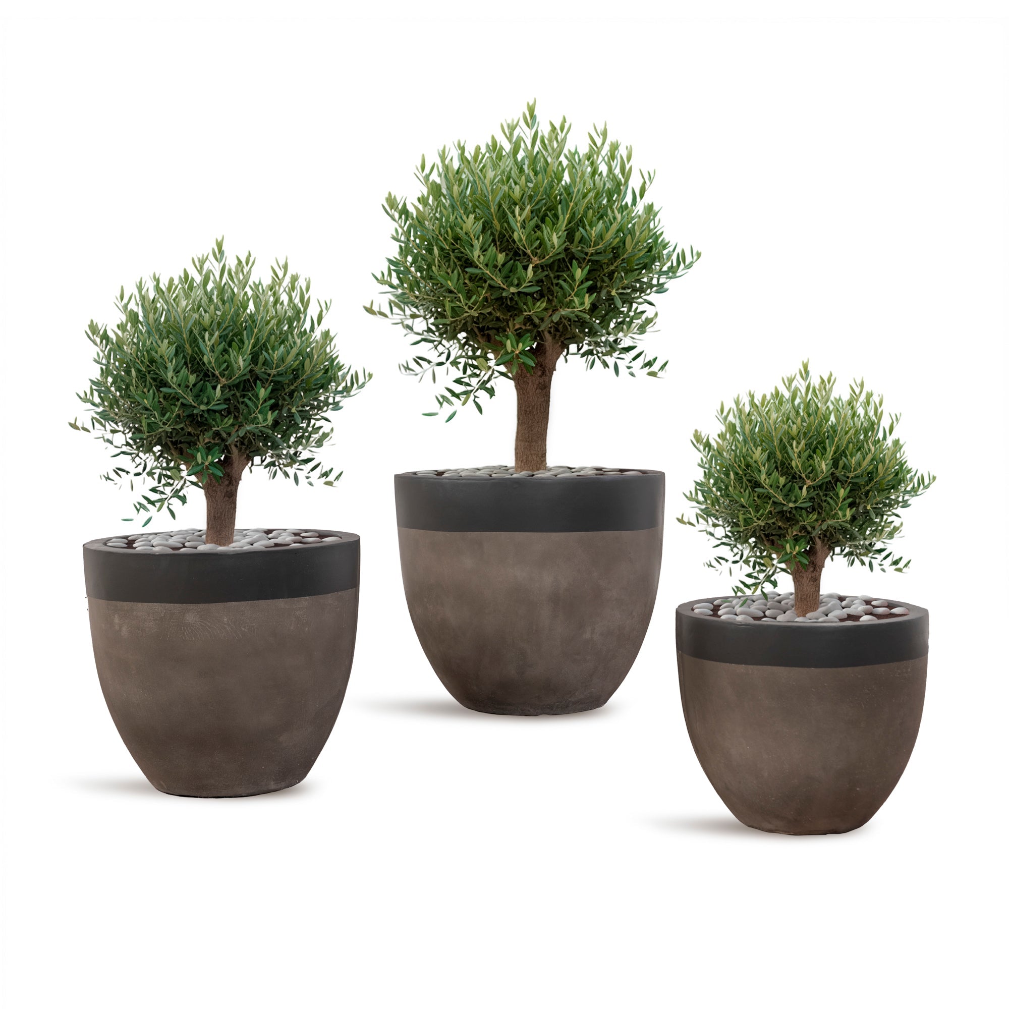 COLYBRASSUS - River Art Stone