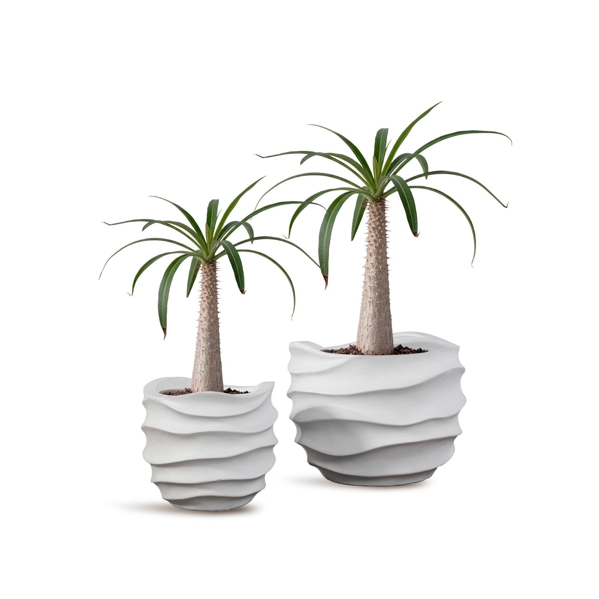 REGNUM - River Art Stone